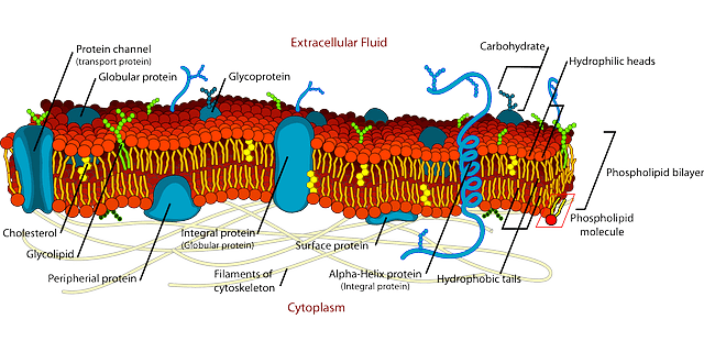 fosfolipiden in het celmembraan